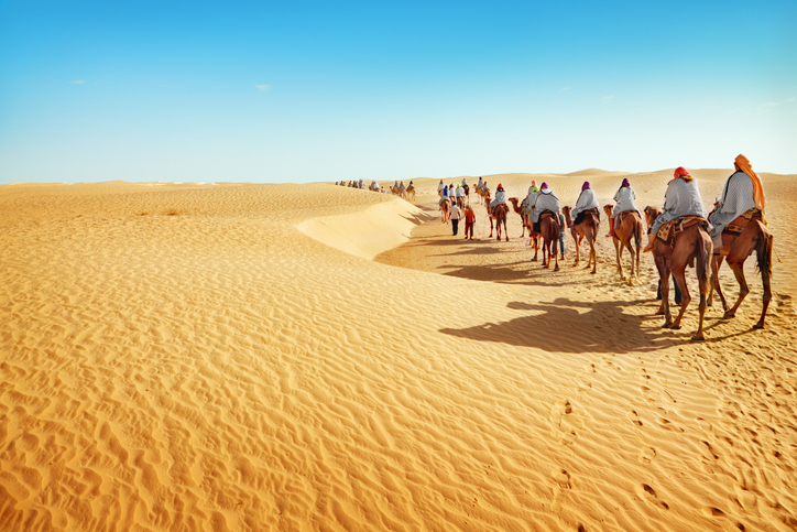 Line of camels with people on them wandering through the Promised Land desert